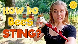 How Do Bees Sting  Maddie Moate [upl. by Fulbright]