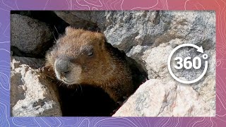 The Real Screaming Marmot Sounds Off  Wildlife in 360 VR [upl. by Ynna]