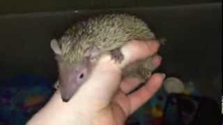 Lesser Hedgehog Tenrec [upl. by Siubhan]