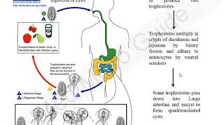 Giardia lamblia lecture [upl. by Season]