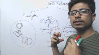 Prokaryotic DNA Replication vs eukaryotic DNA Replication [upl. by Nywled]