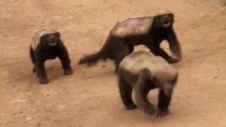 3 Honey Badgers Fighting in the Road [upl. by Smaoht683]