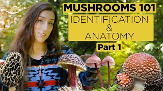 Mushrooms 101 Identification and Anatomy  Part 1 [upl. by Leribag]