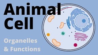 Plant Cell vs Animal Cell Comparison [upl. by Nats986]