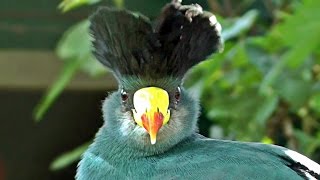 Great Blue Turaco  Exotic Birds [upl. by Olzsal847]