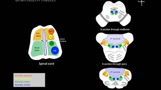 Understanding brainstem cranial nerve nuclei [upl. by Yruj]