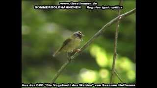 Das Sommergoldhähnchen im Volksmund Sommerkönig  Regulus ignicapillus [upl. by Warga]