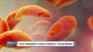 Cat Parasite could impact your brain [upl. by Yelich]