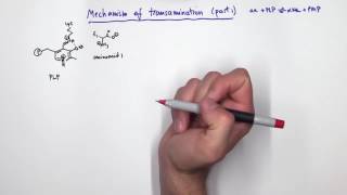 PLP Pyridoxal Phosphate Reactions [upl. by Lyndsey]