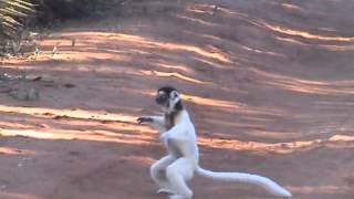 Dancing Lemurs Madagascar [upl. by Cindie]