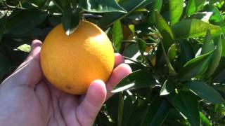 Top 5 Mandarin Varieties To Grow [upl. by Ahsats129]