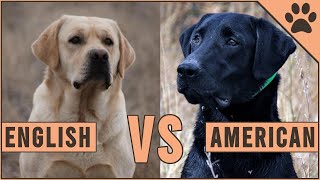 American Labrador vs English Labrador [upl. by Lerim55]