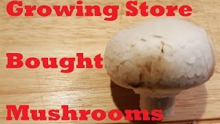 Growing Store Bought Mushrooms [upl. by Haeel206]