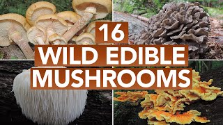 16 Wild Edible Mushrooms You Can Forage This Autumn [upl. by Adoree]