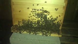 Who Knew Bees Do This at Night I Love my Bees [upl. by Nipahc]