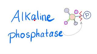 Alkaline Phosphatase ALP  Lab Test 🧪 [upl. by Ahsea]