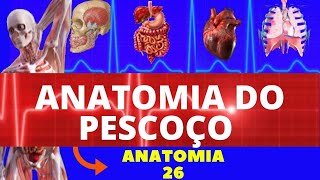 ANATOMIA DO PESCOÇO ANATOMIA HUMANA  ESTRUTURAS DO PESCOÇO E ANATOMIA [upl. by Hulbard]