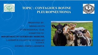 Contagious Bovine Pleuropneumonia [upl. by Runkle]