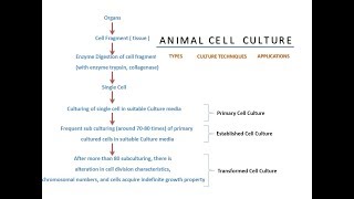 Animal Cell Culture [upl. by Ransom378]