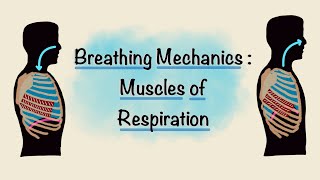 Muscles of Respiration  Breathing Mechanics  Respiratory Physiology [upl. by Yslehc]