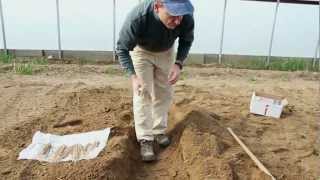 Planting Asparagus [upl. by Schubert]