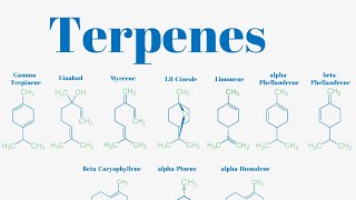 Terpenes And Isoprene Units Explained [upl. by Pren]