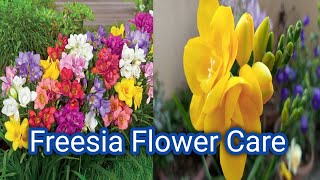 Freesia flower plant care tips Freesia spring flowers [upl. by Javed61]