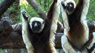 Leaping Lemurs Coquerels Sifakas at the Houston Zoo [upl. by Amadeo769]