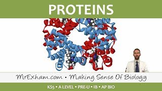 Chemicals of Life  Proteins  Post 16 Biology A Level PreU IB AP Bio [upl. by Valorie609]