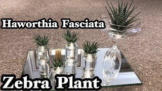 HAWORTHIA FASCIATA ZEBRA PLANT [upl. by Case]