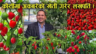 कौसीमै अकबरेको ब्यवसायिक खेती  Narayan Adhikari  Dharma Rooftop Organic [upl. by Erreip]