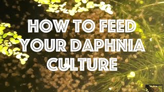 How To Feed Your Daphnia Culture [upl. by Nylehtak538]