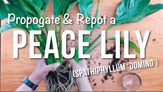 peace lily  How to Propagate  Repotting  Care Guide [upl. by Aicina656]