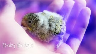 Budgie Chicks  Warning Cute Baby Budgie Video [upl. by Aidole]