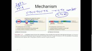 Genomic imprinting [upl. by Anirbes]