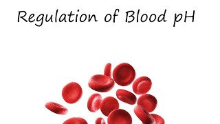 Regulation of Blood pH [upl. by Ahsinal]