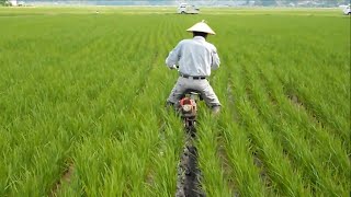 Success Of Rice Farming Japan  Planting amp Harvesting [upl. by Valerle]