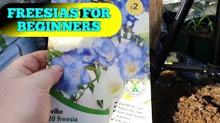 How to grow FREESIAS for beginners part 1 [upl. by Fleda]