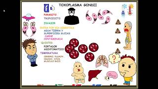 Toxoplasmosis toxoplasma gondii [upl. by Season]