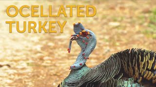 Ocellated Turkey [upl. by Fronnia]