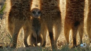 Baby Meerkats Explore the World [upl. by Wenonah]