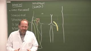 MI 1  Anatomie de la hanche Hip joint [upl. by Ehman]