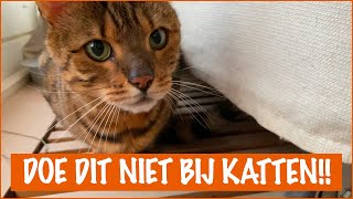 Dingen die je kat HAAT  DierenpraatTV [upl. by Darsie]