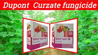 Dupont Curzate fungicide  Cymoxanil 8 Mancozeb 64WP Curzate fungicide price dose work result [upl. by Sitelc]