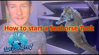 How to start a seahorse tank [upl. by Alegnatal]