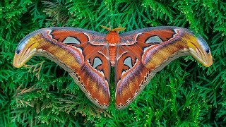 Attacus atlas moth development [upl. by Corny]