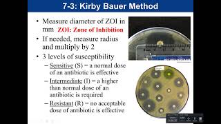 Lab 73 Kirby Bauer Antibiotic Sensitivity Test [upl. by Danieu435]