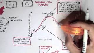 Microbiology  Bacteria Growth Reproduction Classification [upl. by Gula773]