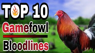 TOP 10 GAMEFOWL BLOODLINES [upl. by Guinevere]