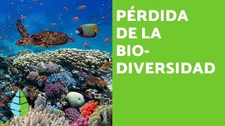 PÉRDIDA de la BIODIVERSIDAD CAUSAS y CONSECUENCIAS [upl. by Einafats]